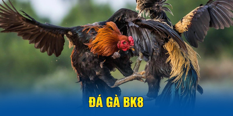 Đá gà BK8